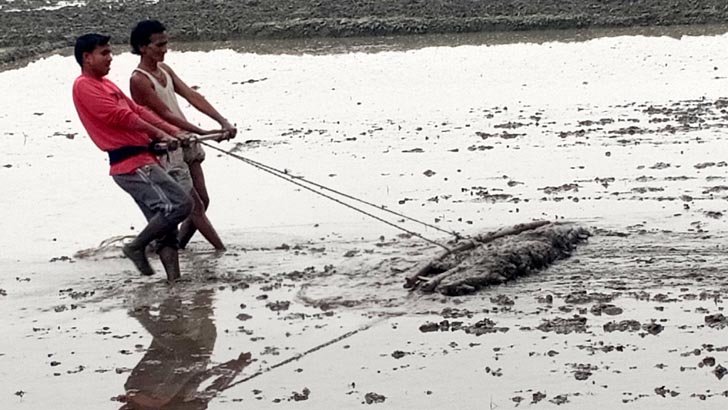 বাবা-ছেলে মিলে গরুর কাজ!