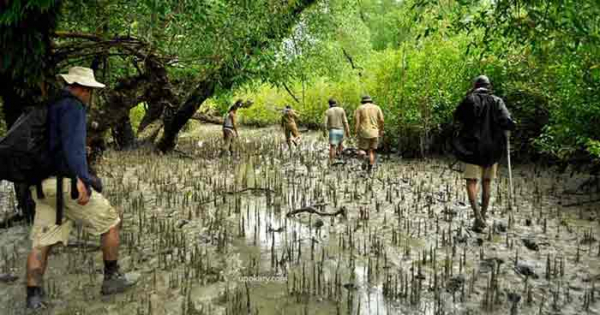 সুন্দরবনে পর্যটক প্রবেশে নিষেধাজ্ঞা