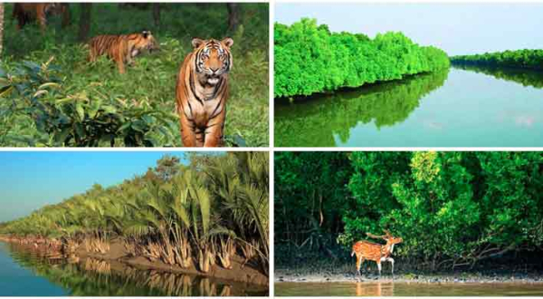 জলদস্যুমুক্ত সুন্দরবনে শান্তির সুবাতাস বইছে