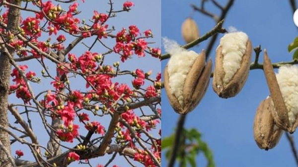 ডুমুরিয়ায় শিমুল গাছ না থাকায় সরকার রাজস্ব হারাচ্ছে কোটি কোটি টাকা