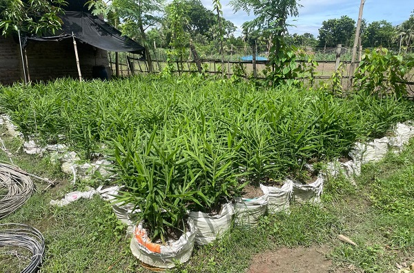 ডুমুরিয়ায় বস্তায় আদা চাষ, বাম্পার ফলনের সম্ভবনা দেখছে কৃষি বিভাগ