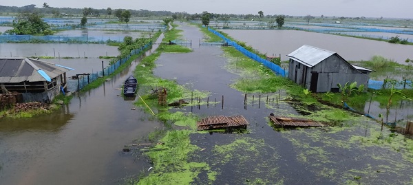 বিল ডাকাতিয়া পানির নীচে, মাছ চাষীদের সর্বনাশ