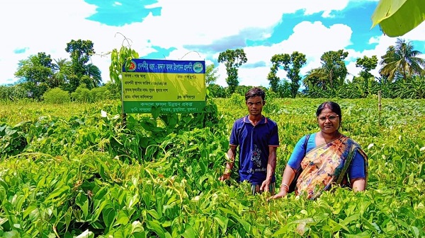 ডুমুরিয়ায় গাছ আলু চাষ করে আর্থিকভাবে লাভবান হওয়ার স্বপ্ন দেখেছেন কৃষক