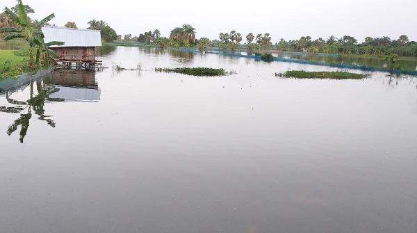 সর্বশান্ত হয়েছে ফকিরহাটের মাছচাষীরা অতিবৃষ্টি প্লাবনে ভেসে গেছে মৎস্য ঘের